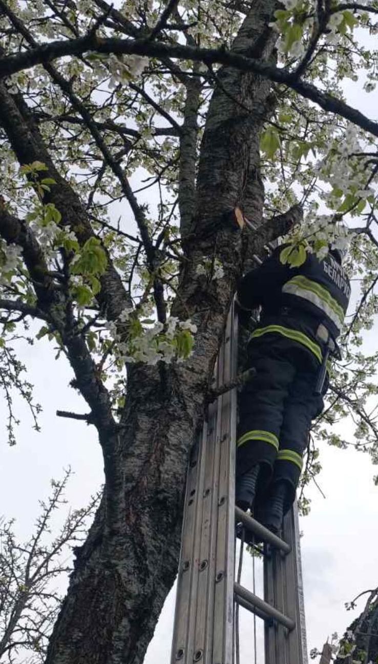 В Щучинском районе мужчину зажало на дереве: на помощь пришли спасатели