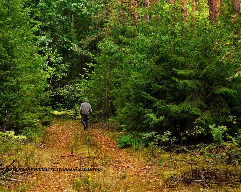 В лесу появились. Поиски в лесу.