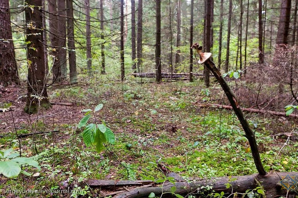 Слышен в лесах. Поиски в лесу. Потерянный в лесу. Поисковый лес. Сереноголововый в лесу.